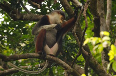 Kırmızı bıçaklı Doug Pygathrix nemaeus. Son Tra Doğal Rezerv. Son Tra Yarımadası. Da Nang. Vietnam.