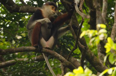 Kırmızı bıçaklı Doug Pygathrix nemaeus. Son Tra Doğal Rezerv. Son Tra Yarımadası. Da Nang. Vietnam.