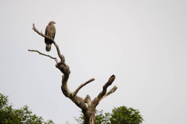 Armalı akbaba Pernis ptilorhynchus ruficollis. Son Tra Doğal Rezerv. Son Tra Yarımadası. Da Nang. Vietnam.
