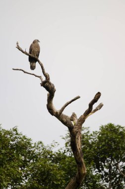 Armalı akbaba Pernis ptilorhynchus ruficollis. Son Tra Doğal Rezerv. Son Tra Yarımadası. Da Nang. Vietnam.