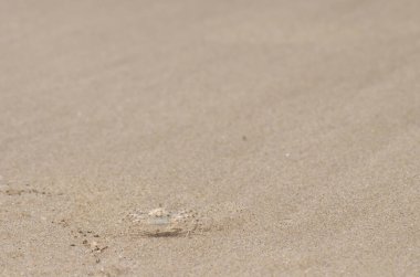 Solgun hayalet yengeci Ocypode pallidula. Da Nang. Vietnam.