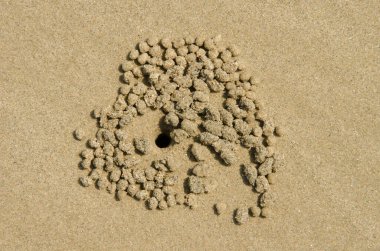 Solgun hayalet yengeç yuvası ve kum topları Ocypode pallidula. Da Nang. Vietnam.