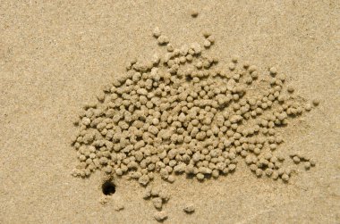 Solgun hayalet yengeç yuvası ve kum topları Ocypode pallidula. Da Nang. Vietnam.