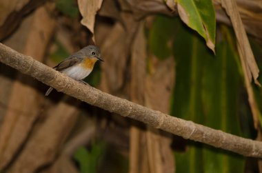 Dişi Tickell 'in mavi sinekkapanı Cyornis tickelliae indochina. Cat Tien Ulusal Parkı. Vietnam.