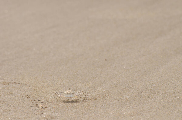 Белоснежный краб-призрак Ocypode pallidula. Да Нанг. Вьетнам.