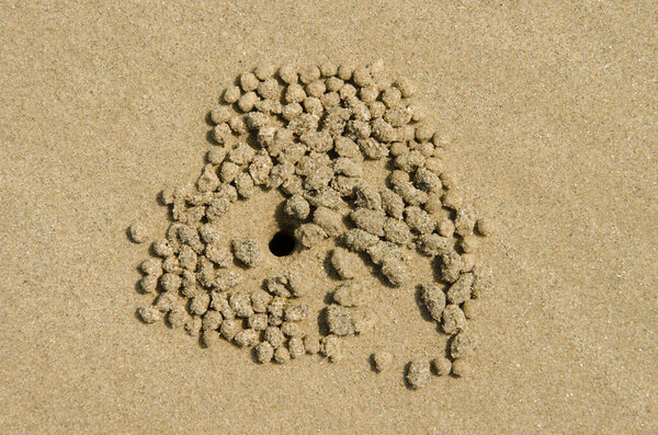 Норы и песчаные шарики бледного краба-призрака Ocypode pallidula. Да Нанг. Вьетнам.