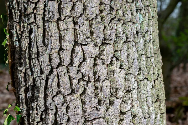 Folhas Pequenas Árvore Seca Casca Textura Fundo Conceito Natureza — Fotografia de Stock