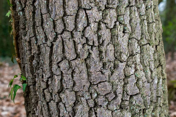 Kleine Blätter Auf Trockener Baumrinde Textur Und Hintergrund Naturkonzept — Stockfoto