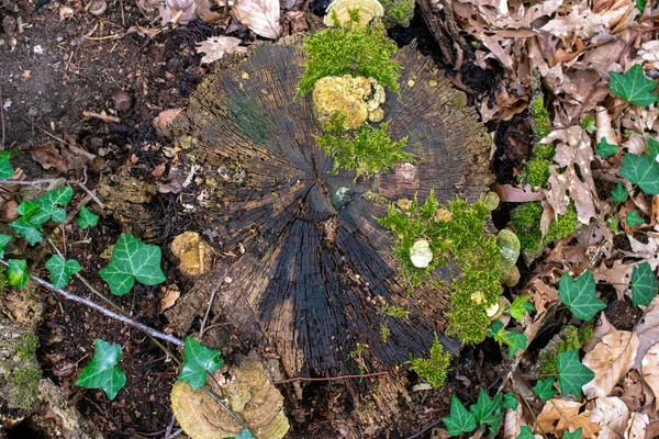 Τεμαχισμένο Δέντρο Υφή Βρύα Αυτό — Φωτογραφία Αρχείου