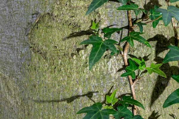 Efeu Pflanze Wächst Der Seite Eines Baumes — Stockfoto