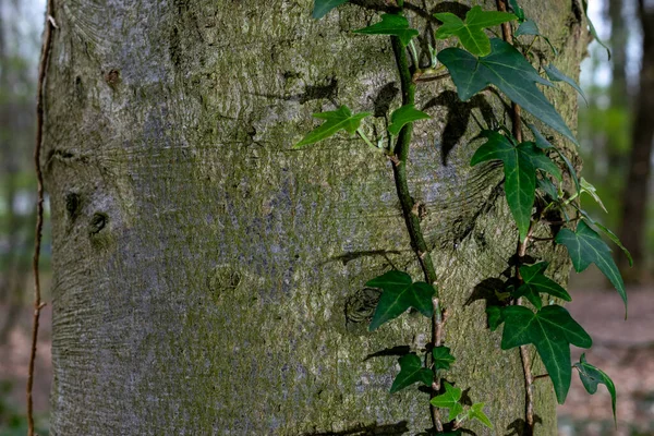 Planta Hera Cresce Lado Uma Árvore — Fotografia de Stock