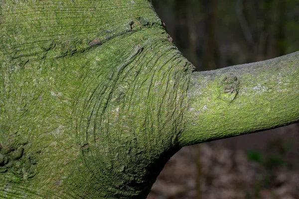 Branch Tree Texture — Stock Photo, Image