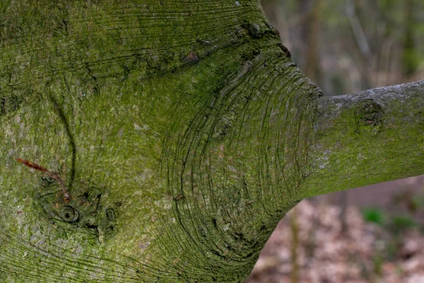 Ramo Uma Textura Árvore — Fotografia de Stock