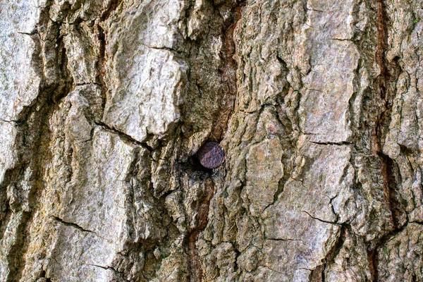 古い錆びた釘の木のテクスチャ ヴィンテージのテクスチャコンセプト — ストック写真