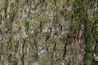 Yosun dokusu arkaplan resmine sahip ağaç