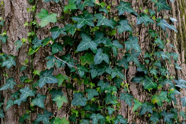 Hiedra Planta Que Crece Árbol Textura Fondo Del Árbol — Foto de Stock