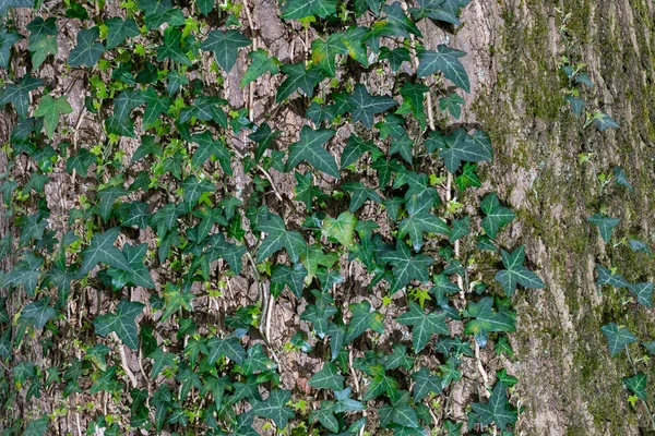Efeu Pflanze Wächst Auf Einem Baum Baumhintergrund Textur — Stockfoto