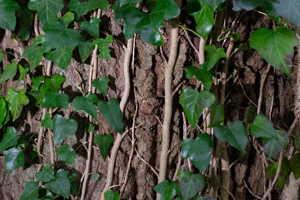 Textura Imagem Fundo Planta Ivy Crescendo Árvore — Fotografia de Stock