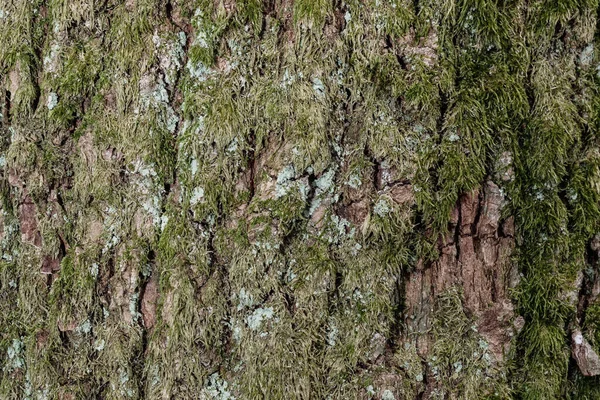 Дерево Текстурой Мха Фоновое Изображение — стоковое фото
