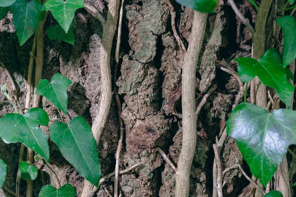 Close Uma Textura Planta Ivy Crescendo Uma Árvore — Fotografia de Stock