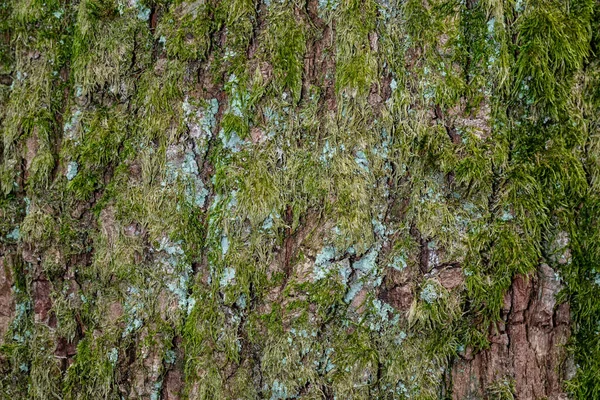 Árvore Com Textura Musgo Imagem Fundo — Fotografia de Stock