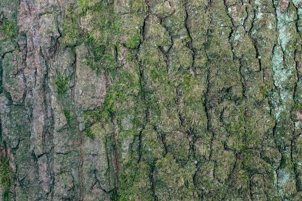 Yosun Dokusu Arkaplan Resmine Sahip Ağaç — Stok fotoğraf