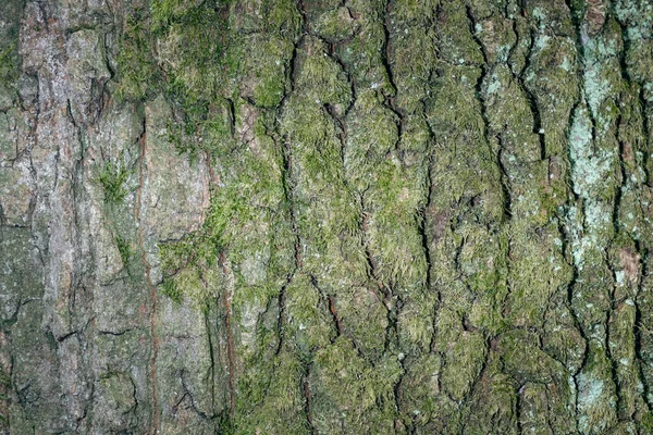 苔の質感の背景画像を持つ木 — ストック写真