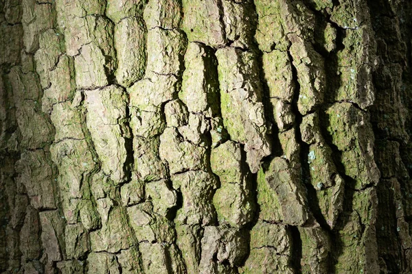 Patern Textura Árvore Imagem Backrgound — Fotografia de Stock