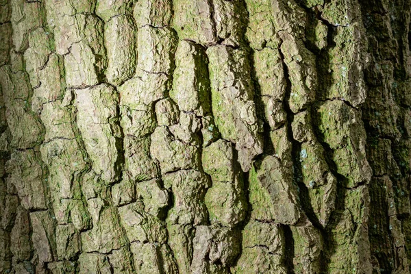 木の質感 背景画像のパターン — ストック写真