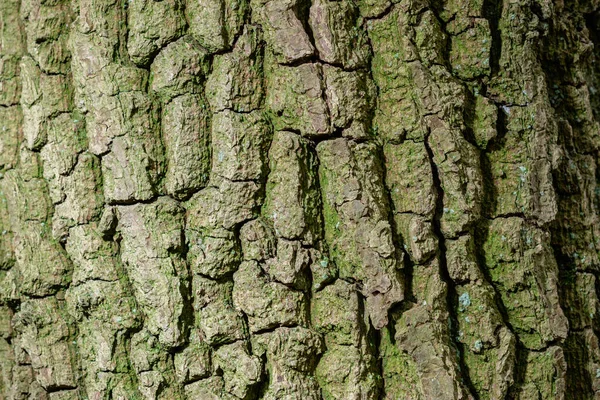 木の質感 背景画像のパターン — ストック写真