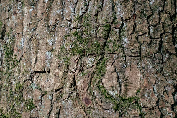 Árvore Com Textura Musgo Imagem Fundo — Fotografia de Stock