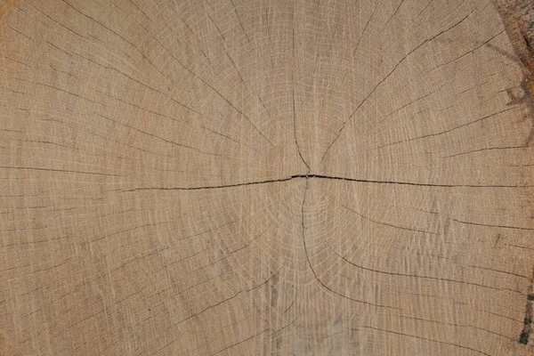 Tree growth rings cut of a tree
