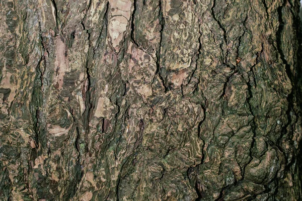 Muster Der Baumstruktur Hintergrundbild — Stockfoto