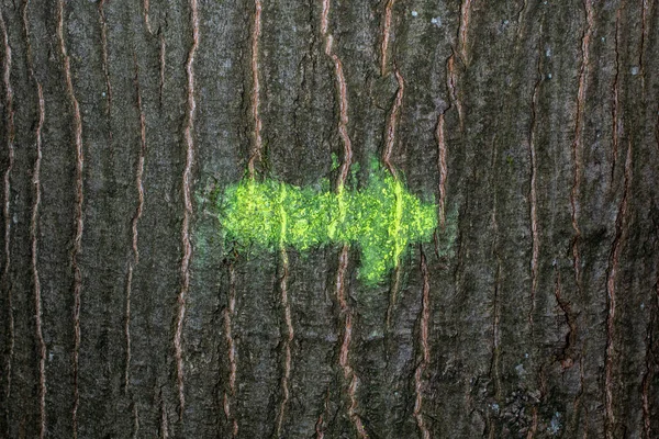 Gemalt Auf Einem Muster Aus Baumstruktur Rückwärtsbild — Stockfoto
