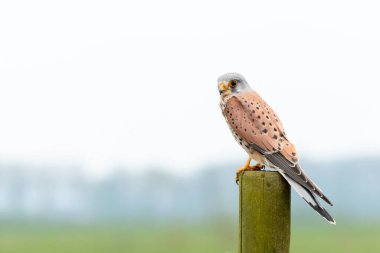 Avrupa kerkenezi bir direğin üzerinde kameraya bakıyor, Hollanda 'da kuşları izliyor.