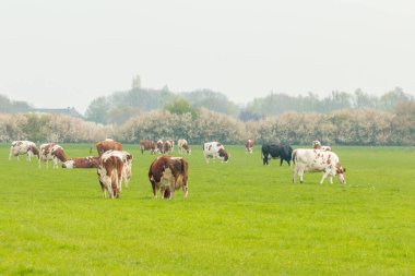 İnekler, Hollanda polen tarlasında çayırda dikiliyorlar.