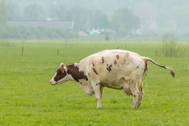 Bir inek Hollanda polen tarlasına işiyor.