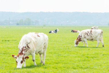 Hollanda 'da Polder manzarasının önündeki Hollanda polen tarlasında inekler ayakta duruyor ve çayırlarda uzanıyor.