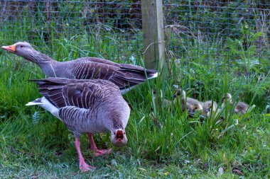 Anne ördek yavrularını korur ve bağırır.