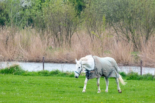 Pferd Mit Decke Läuft Vor Einer Wiese Und Einem Graben — Stockfoto