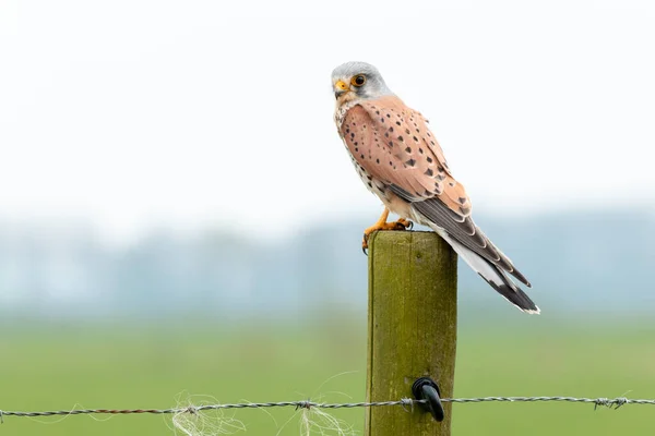 stock image european kestrel standing on a pole looking at the camera, birdwatching in the Netherlands