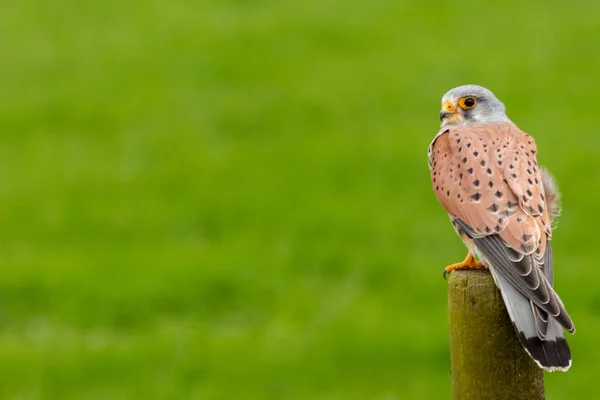 stock image european kestrel stands on a pole in front of a grass landscape, negatice space