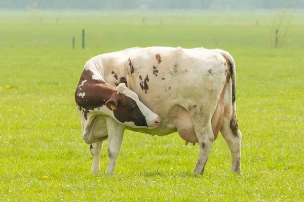 Vaca Para Prado Rasca Cabeza —  Fotos de Stock