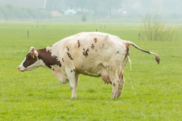 Una Vaca Está Orinando Paisaje Pólder Holandés —  Fotos de Stock