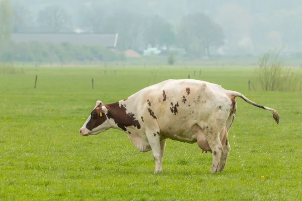 Una Vaca Está Orinando Paisaje Pólder Holandés —  Fotos de Stock