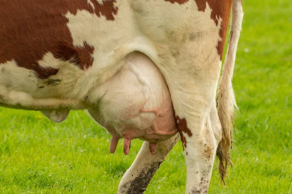 Gros Plan Des Mamelles Une Vache Dans Pâturage — Photo