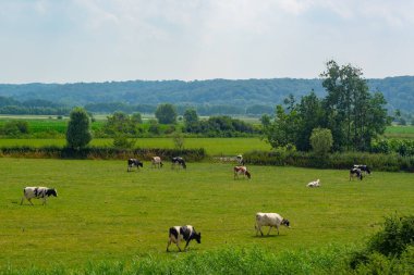 Gelderland, Hollanda, Avrupa 'daki Ooijpolder otlaklarında yürüyen inekler