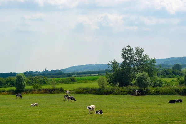 Gelderland, Hollanda, Avrupa 'daki Ooijpolder otlaklarında yürüyen inekler