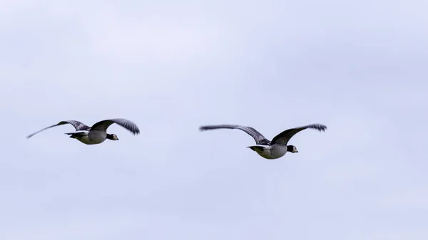 Два Гуся Ракушки Летят Перед Белым Небом — стоковое фото