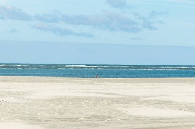 Köpek kumsalda mutlu bir şekilde zıplar.